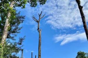 OPORTUNIDAD ÚNICA: PROPIEDAD DE 14.27 ACRES CON VISTAS ESPECTACULARES 