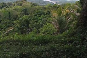 Finca 